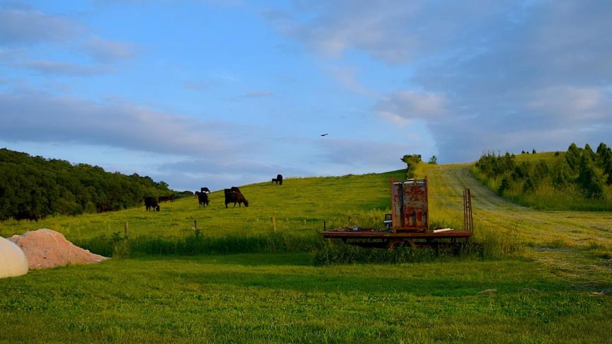 cows-2408003_1920
