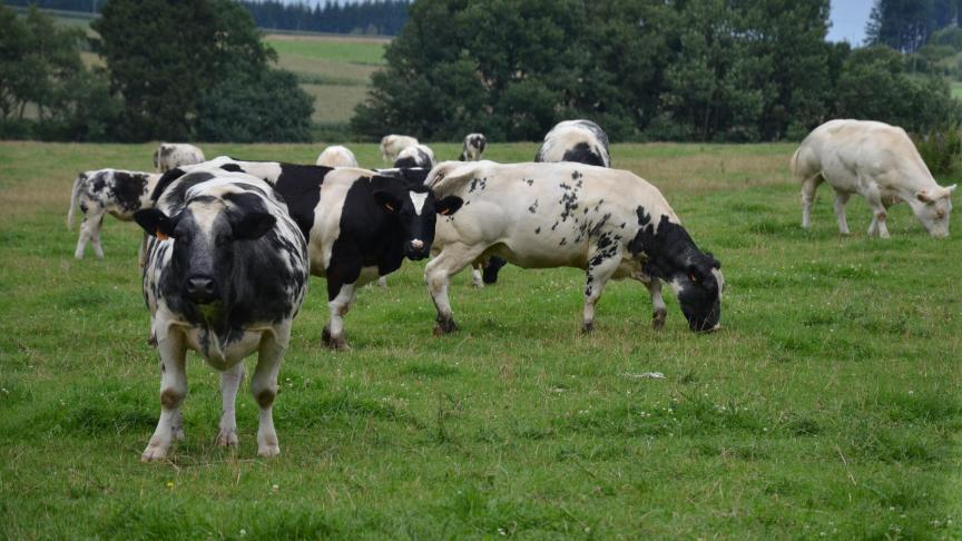 Les systèmes d’élevage basés sur le pâturage sont plus respectueux de l’environnement que les systèmes intensifs. C’est un atout de la Wallonie  à valoriser impérativement !
