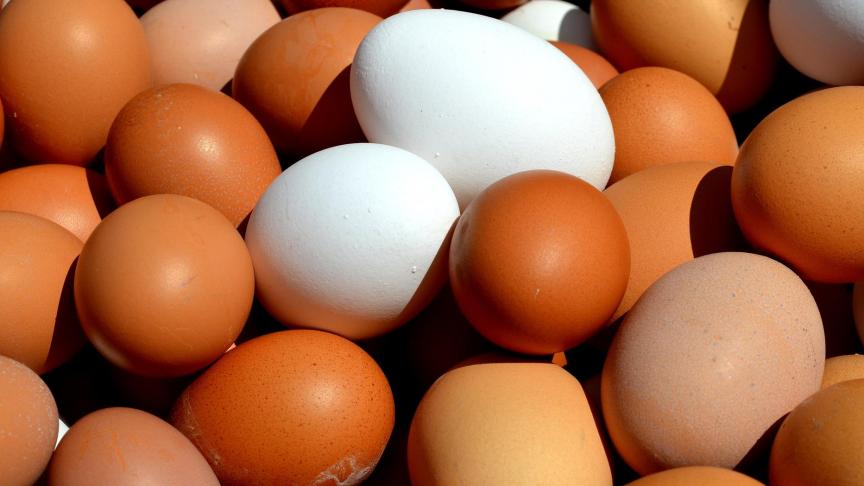 egg-2580904_1920