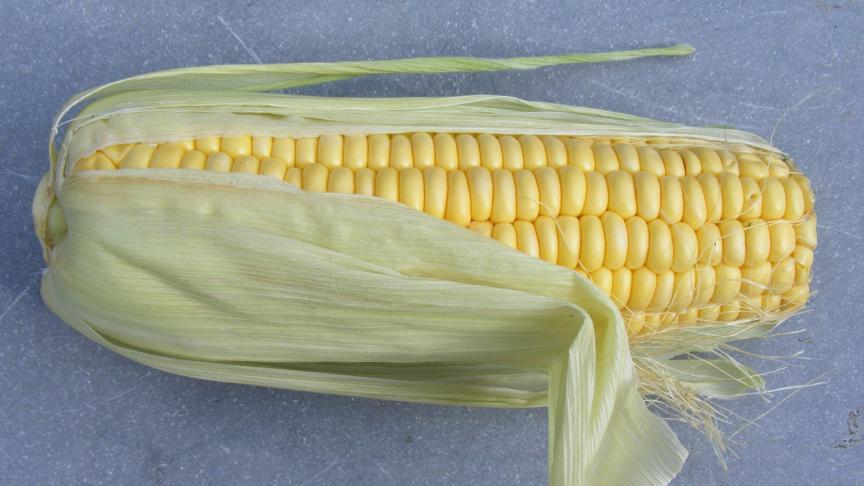 La récolte se fait au fur et à mesure des ventes. Même en frigo, les grains perdent rapidement de l'eau et se frippent.