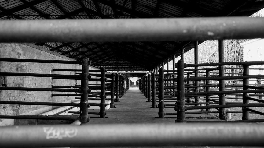 slaughterhouse-329350_1920