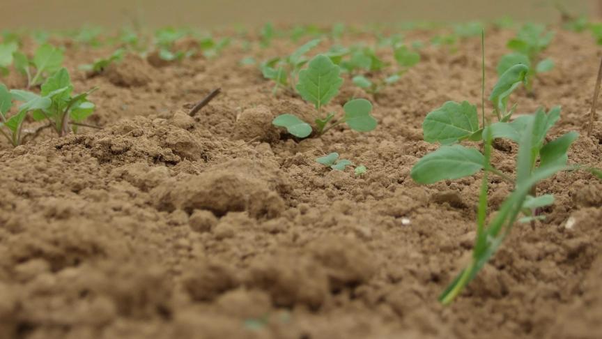Les stades jeunes du colza sont les plus vulnérables aux attaques de limace. La prudence est de mise
!
