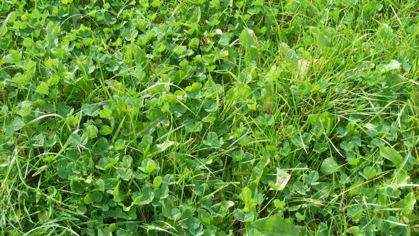 Les mélanges graminées-légumineuses peuvent apporter  une bonne couverture du sol, une masse racinaire importante  et une masse foliaire moyenne. Ils ne sont pas détruits par le gel.