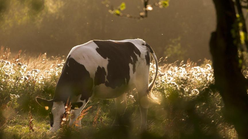 Les bovins s’alimentent essentiellement d’herbe et de co-produits issus de l’industrie agro-alimentaire que l’humain ne peut valoriser autrement.