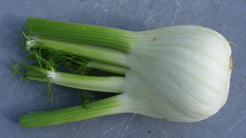 Le fenouil, un légume qui gagne à être connu des maraîchers 