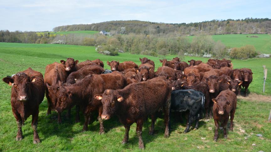La dénomination viande ne peut être usurpée pour commerciliser des préparations constitiuées de produits végétaux à destination des végétariens et végétaliens, s’insurgent plusieurs organisations.