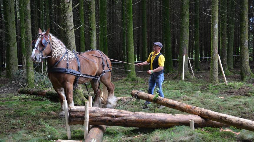 S’ils ont éprouvé quelques  difficultés au débardage, ces atteleurs se sont plus que  défendus.  Ils remportent par ailleurs la maniabilité urbaine.