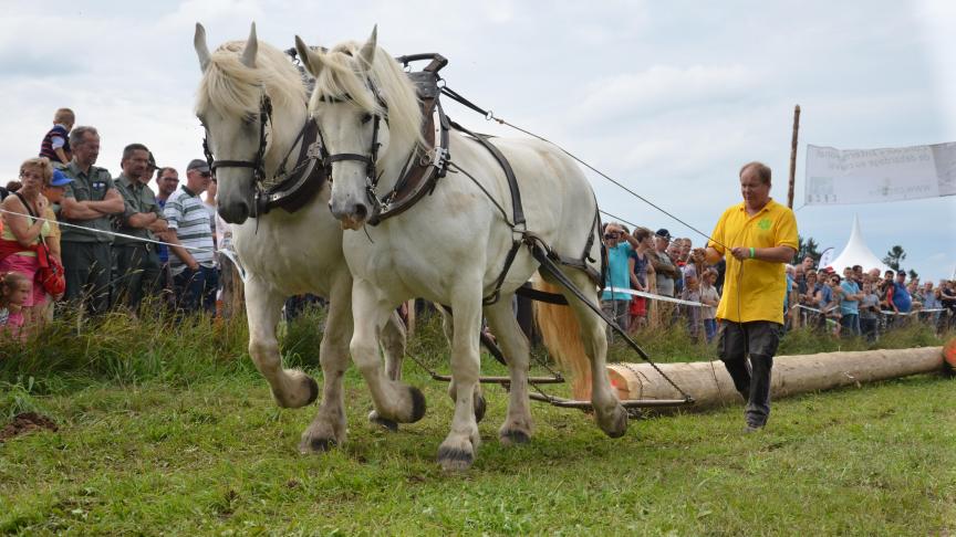 L’équipe Forêt-Forêt et ses  Boulonnais  s’imposent de justesse devant les Francisty  à l’épreuve du gros bois.