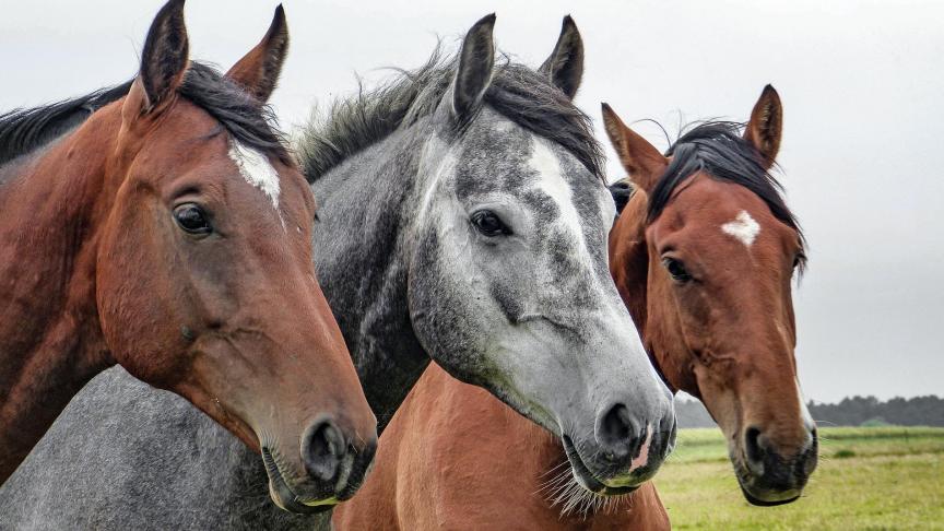 horses-1414889_1920