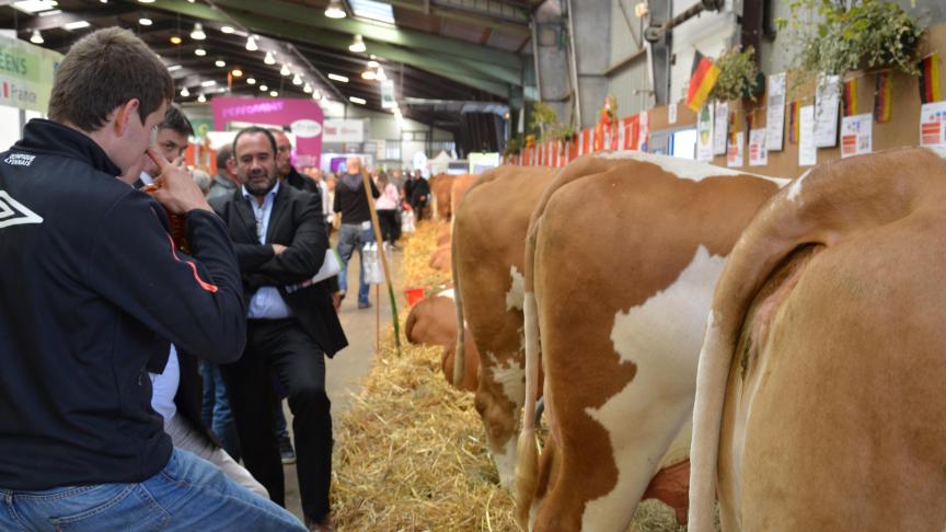 La Simmental, race à l’honneur, a suscité  beaucoup  d’intérêts auprès des éleveurs.