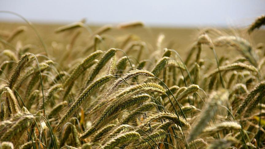 field-196173_1920