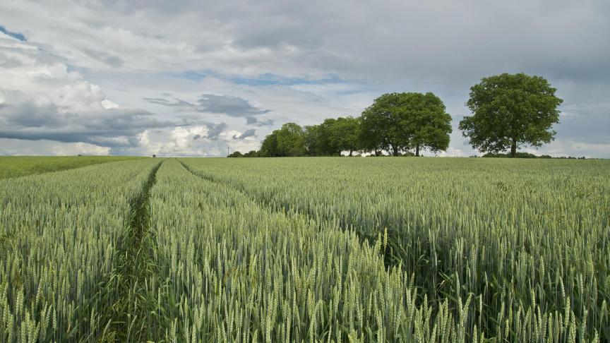 wheat-175960_1920