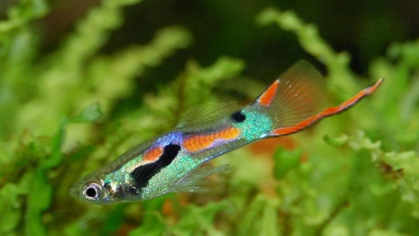 guppy-2238439_1920