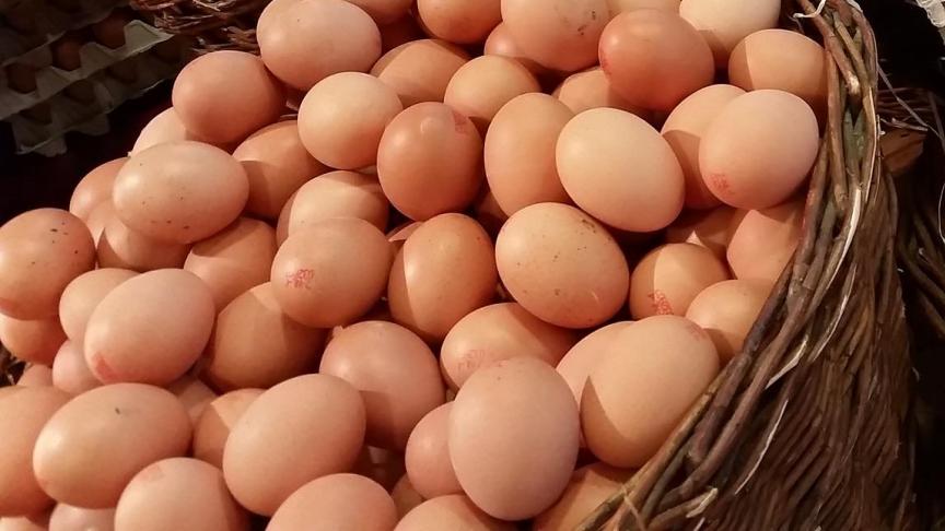 egg-1671574_1920