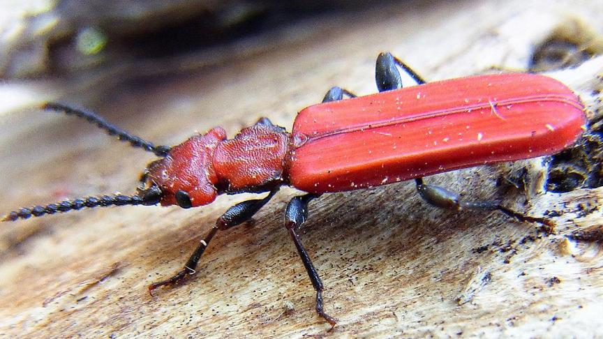 1280px-Cucujus_cinnaberinus_side