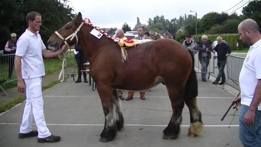 Chico de l’Aufberg, 1
er
 prix des Poulains d’1an, à Marie-Christine breuskin, Anloy.