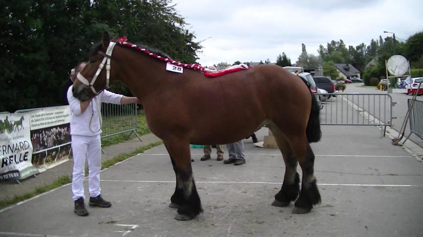 AMAZONE DE COUSTEUMONT