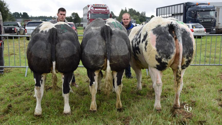 Lot de 3 génisses remporté par Plainchamp Jean-Marie, Joachim & C. Hanus Association, Bellefontaine.