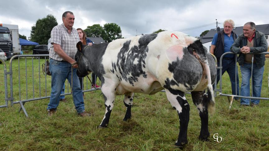 Pepite de la Ronde Fauchée (Impérial X Irish), championne des femelles hors normes, à Francine Leonard épse Cailteux, Bleid.