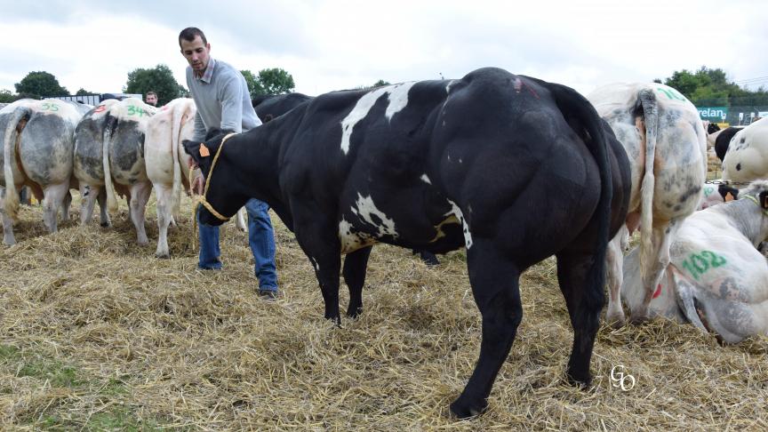 8317 du Blofagnu (Offensif), 1
er
 prix des femelles non tracées, à Perin Frères et Fils, Les Bulles.
