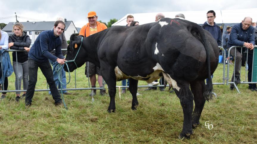 Pertueuse de la Claie (Impérial X Rutabaga), championne des vaches, à Raphael & Frédéric Krier, Halanzy.