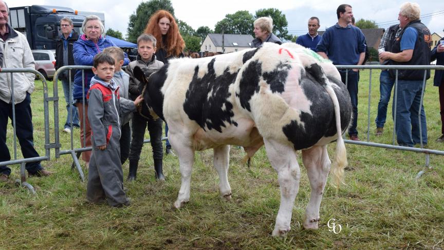 Vagabond des Termes (Toscna X Losada), champion des petits taureaux, à Claudine Genin, Termes.