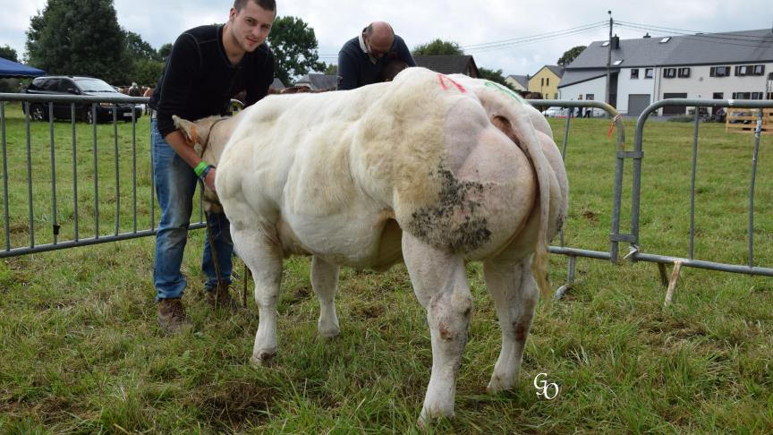 Verdure du Panorama (Attribut X Adajio), 1
er
 prix des génisses de 8 à 20 mois, à Christine Neuberg-Thomas, Heinsch.