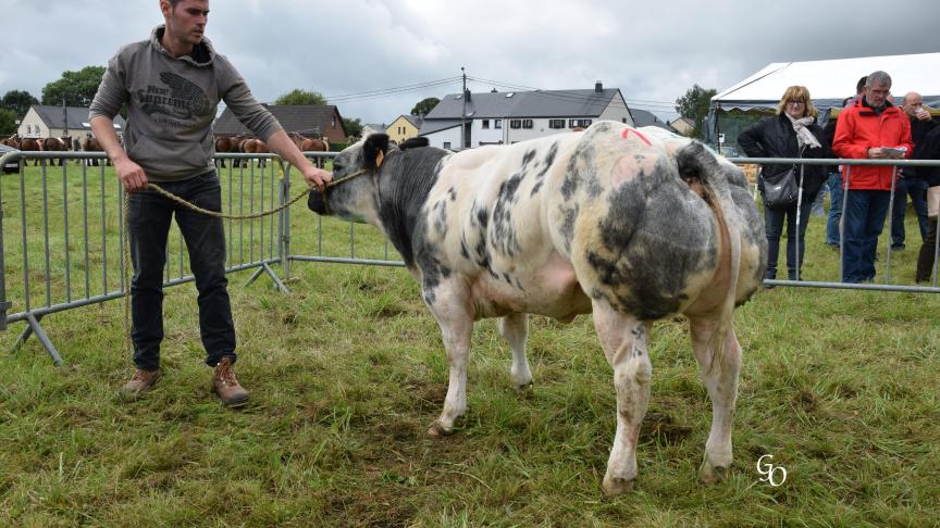 Visible de la Coue (Benhur X Accord), championne des petites génisses, à Jean-Marie & Joachim Plainchamp et C. Hanus Association, Bellefontaine.