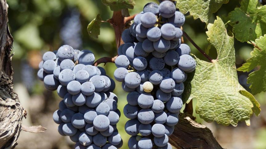 grape-2783147_1920