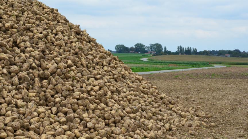 Lors du premier contact avec le laboratoire de contrôle des APL, quelques jours avant le prélèvement, prenez le soin de signaler parmi les éventuelles parcelles à ne pas échantillonner les terres de betteraves arrachées avant le 15 octobre. Et proposez une parcelle de remplacement.