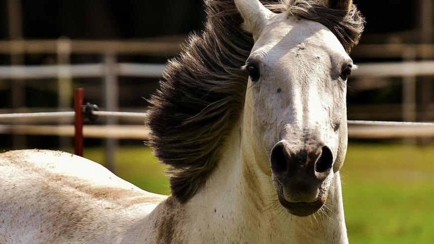horse-2595940_1920