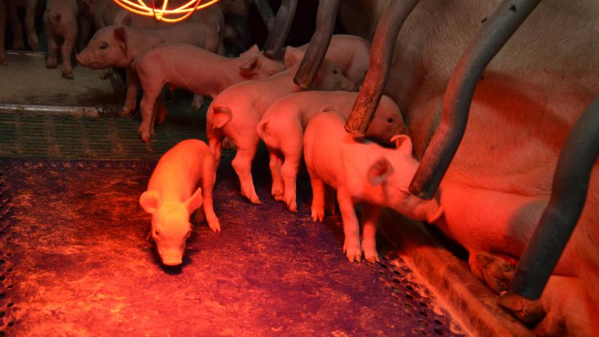 Une  alimentation adaptée aux porcelets  sélectionnés  sur l’efficacité  alimentaire facilite leur démarrage.