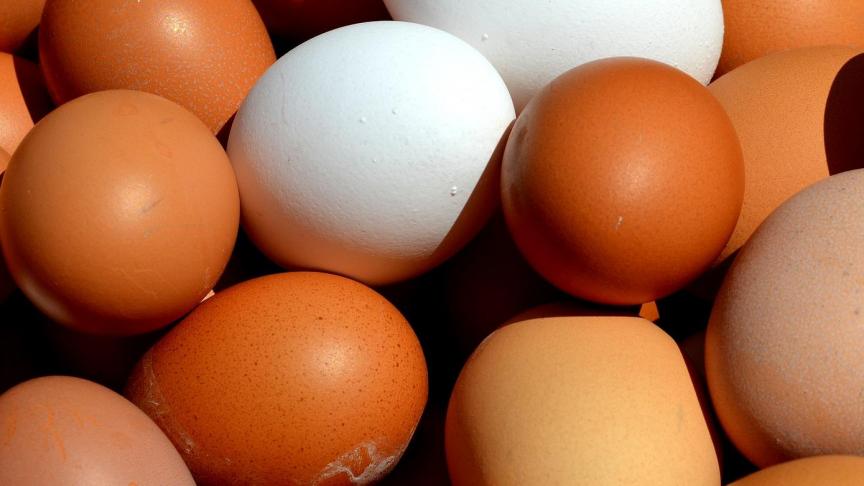egg-2580904_1920