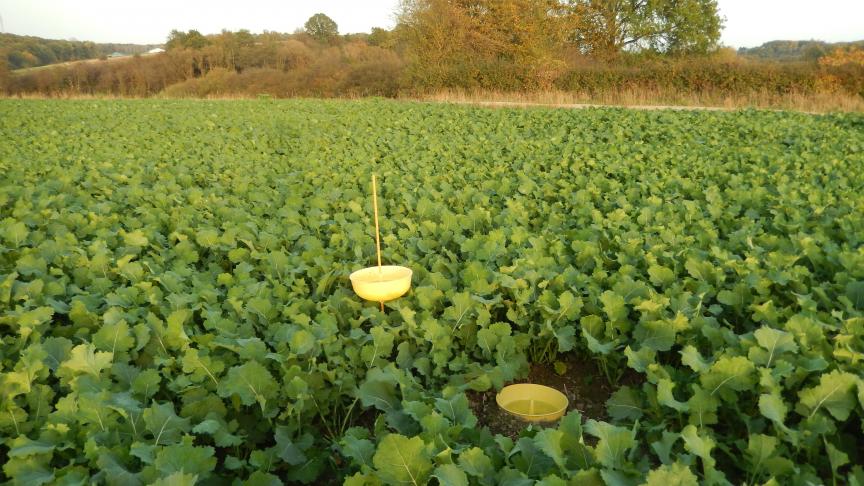 Deux pièges à insectes: un mi-enterré pour piéger les altises et l’autre posé sur un support pour repérer les vols d'insectes à l'automne (charançon du bourgeon terminal, pucerons,...).