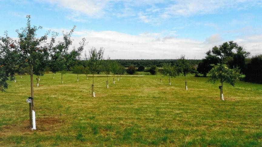 En conduite haute-tige, on veillera à ce que chaque arbre dispose de 100 à 200 m².