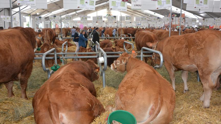 Très large vitrine de l’élevage français et européen, le Sommet est aussi un lieu d’échanges et de commerce. Cette année, la race limousine était tout particulièrement à l’honneur.