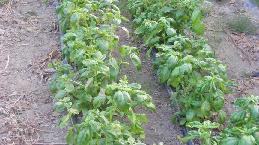 La production de pleine terre est possible de mi-mai jusqu'aux jours de température basse d'automne. Alterner les périodes sèches et les arrosages pour favoriser l'épanouissement des arômes.