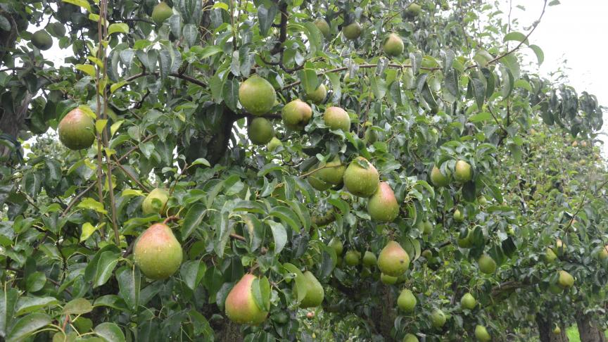 Les fruits et légumes admissibles, tenant compte des saisons, sont repris dans une liste disponible sur le site du programme.