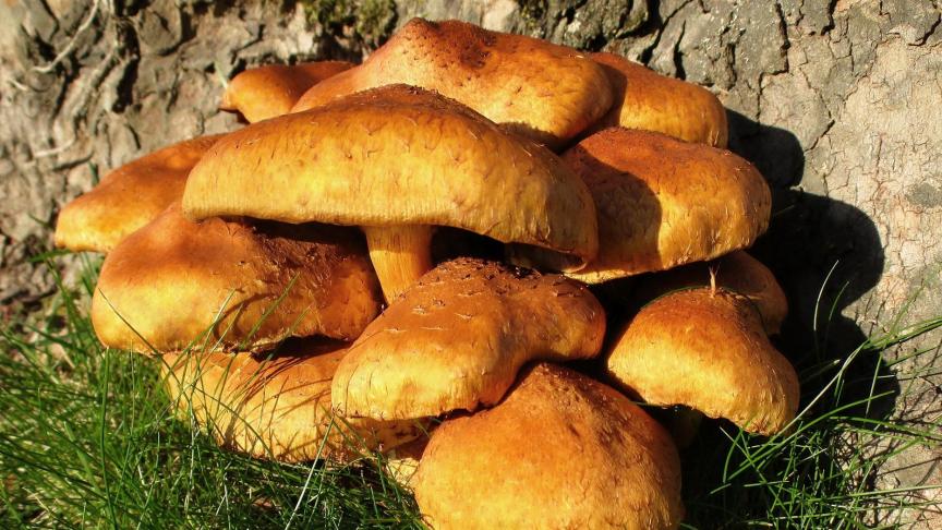 mushroom-2526494_1920
