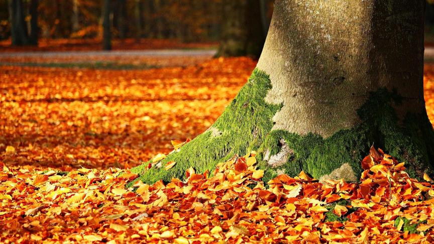 fall-foliage-1913485_1920