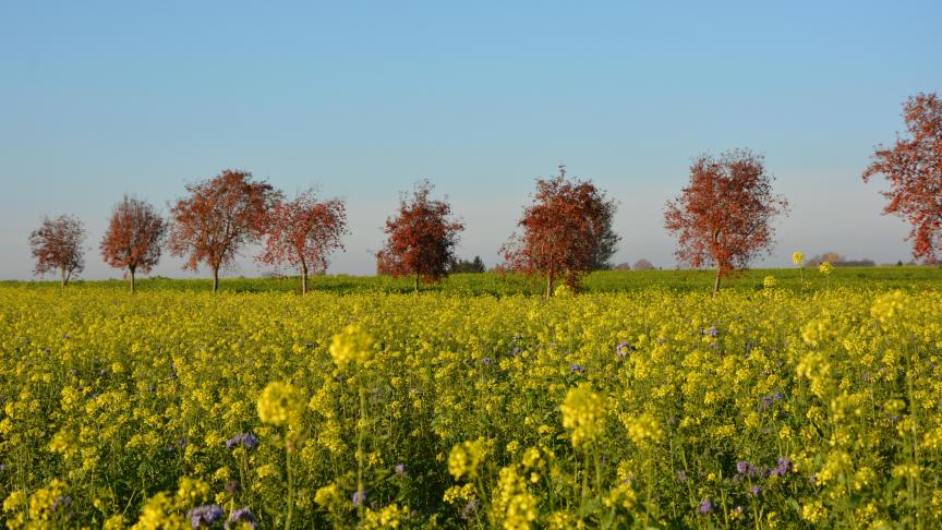 En sortant de l’UE, le Royaume-Uni laissera un déficit permanent
de 10,2 milliards d'euros par an dans le budget communautaire,
dont quelques Mrd € pour le financement de la pac.