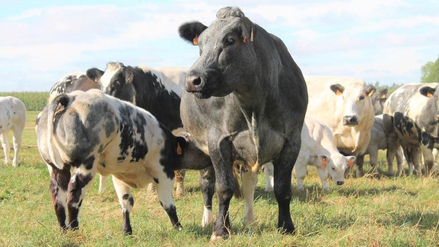 cow-2218072_1920
