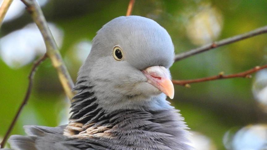 dove-2902113_1920