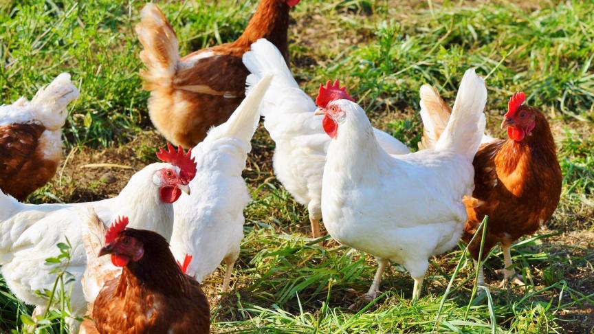 chicken-2789493_1920