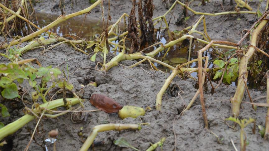 Le Nepg estime que 10 à 20
% de la récolte doivent encore être réalisés en 
Hollande, en Grande-Bretagne et dans le Nord de l’Allemagne, en raison 
de conditions très humides.