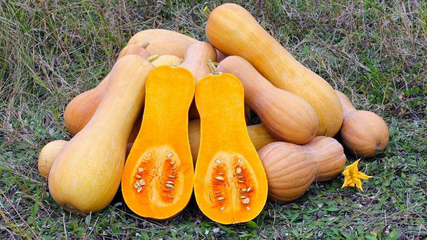 butternut-squash-109131_1920