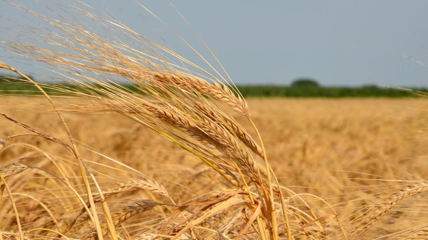 2 rangs DSC_4554 (3)