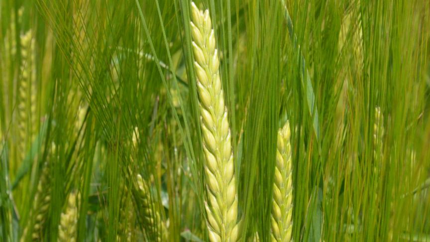 Ce plan stratégique 2007-2017 vise prioritairement à offrir la possibilité à l’ensemble des brasseurs artisanaux wallons d erecourir à du malt d’orge produit localement.