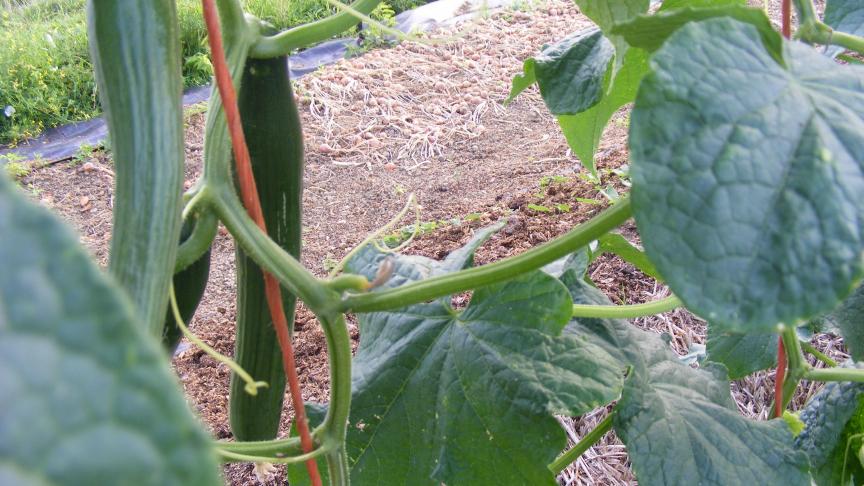 Les plantes sont palissées verticalement. Cela facilite grandement la taille, favorise l'aération et l'éclairement.