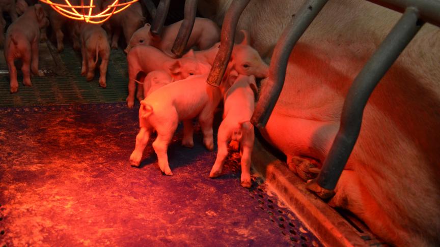 Depuis 2011, la baisse cumulative de l’utilisation totale d'antibiotiques chez les animaux atteint 20%, et 56,1% pour les antibiotiques dits « critiques ».